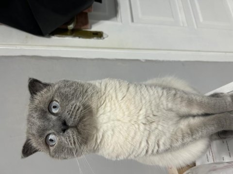 Blue point 1.5 yaşında erkek british shorthair