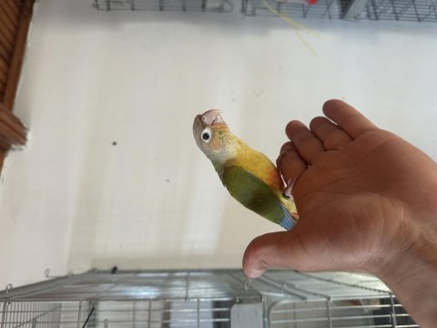 El besleme konur papağanı