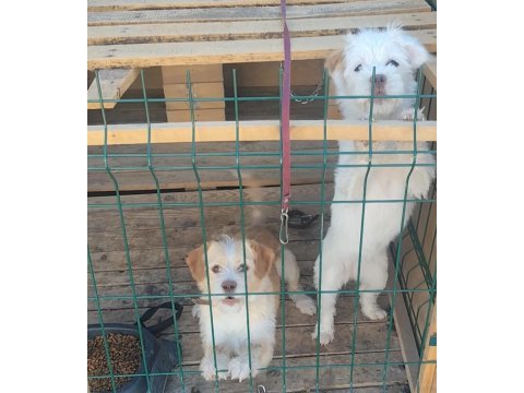 Dişili erkekli kulübesiyle birlikte köpekler