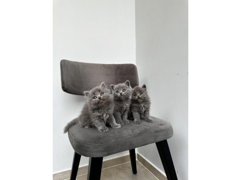 3 adet gri british shorthair yavrular