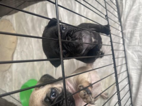 Pug yavrular