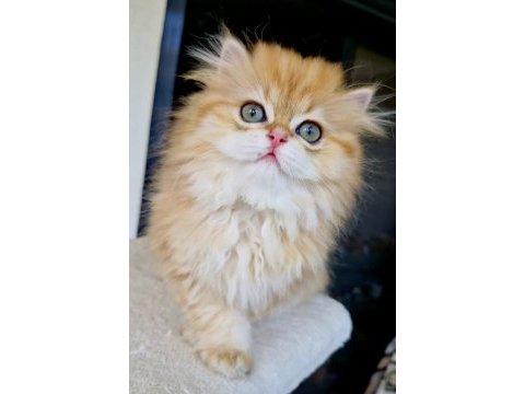 Safkan bebek blh british longhair