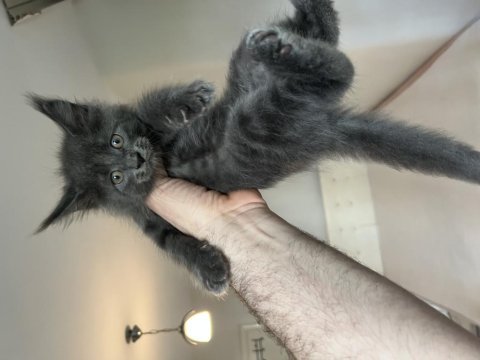 A kalite safkan maine coon