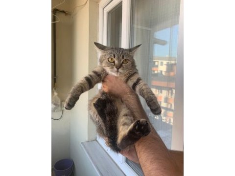 Scottish shorthair 7 aylık yavrumuz ömürlük yuva arıyor
