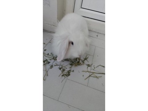 Acil lop tavşanı