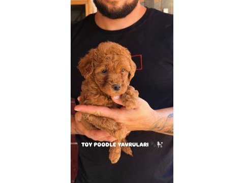 Premıum kalite toy poodle red brown yavrular