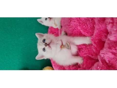 British shorthair blue point yavrularımız hazır