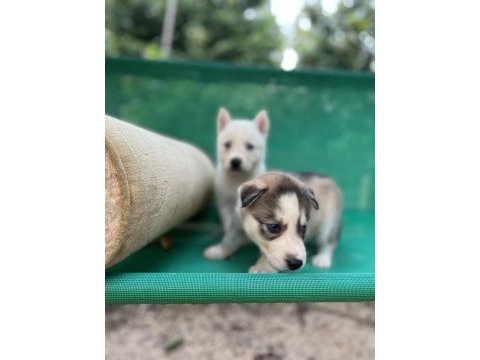 Sibirya kurdu (husky) yavrularımız