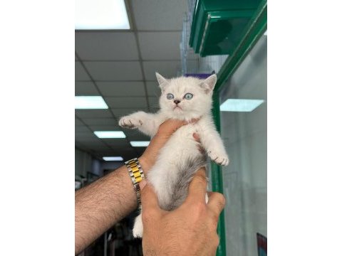 A+ kalite british shorthair bebeğimiz