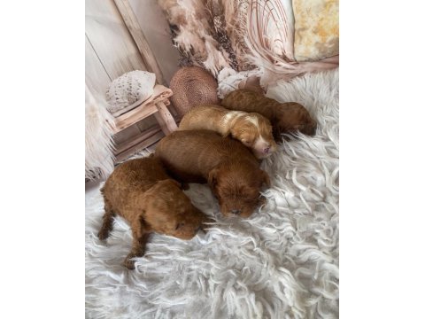 Uygun fiyata original poodle yavruları