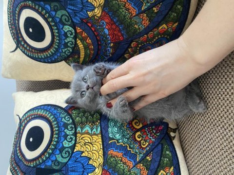 A sınıf kaliteli british shorthair yavrular