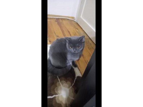 6 aylık yavru sahiplendirilecektir british longhair