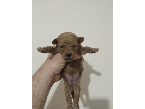Poodle bebekleri