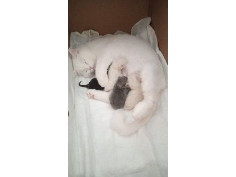 İki aylık dişi british shorthair