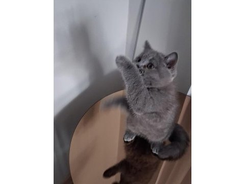 2.5 aylık erkek british shorthair