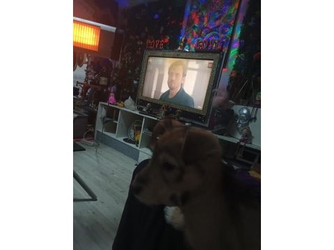 Köpeğimiz cash yeni ailesini arıyor