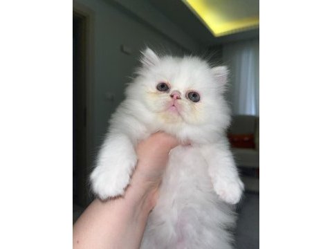 Safkan iran persian yavrular