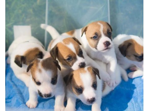 Jack russel yavruları