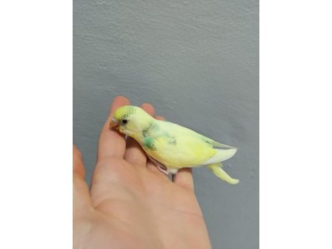 Yavru özel renk erkek muhabbet kuşu