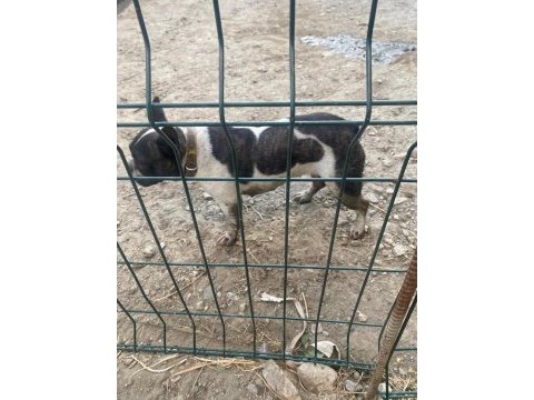 Fransız bulldog köpeği dişi