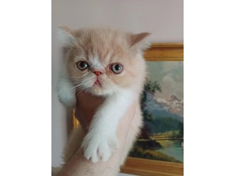 Exotic shorthair ve longhair dişi erkek yavrular