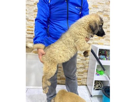 2 aylık erkek kangallar