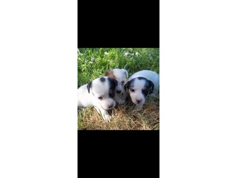 Jack russell yavrularım