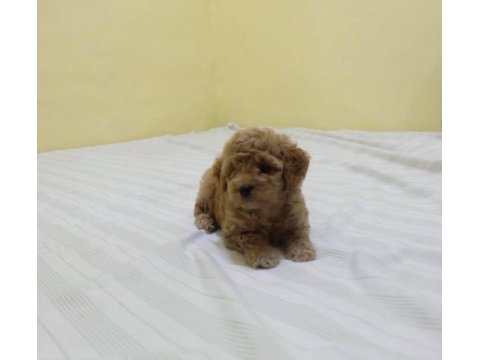 Dünya tatlısı maltipoo yavruları