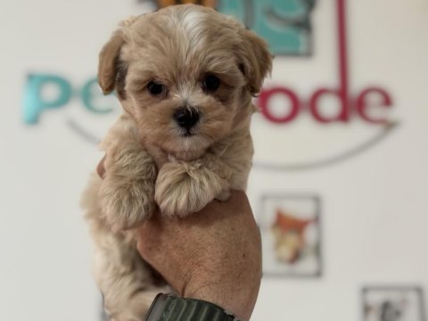 Ruhsatlı çiftlikde ziyarete açık tea cup kore maltipoo