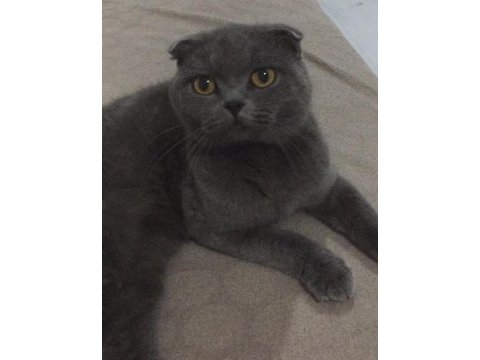 Scottish fold kedisi
