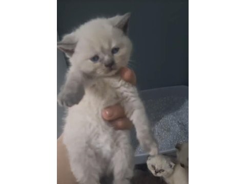 British ve scottish fold kardeşler teslime hazır