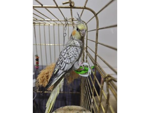 3 aylık sultan papağanı