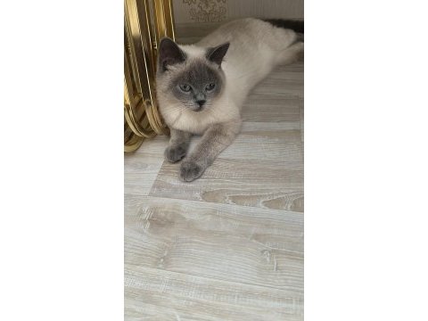 Dişi uysal kedimiz sahiplendirilecek çok uysal