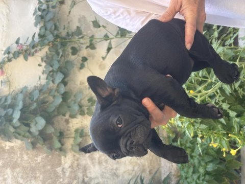 Show kalite black dişi french bulldog