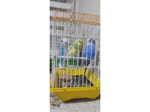1 tane jumbo 1 tane şov ve 1 tane normal mavi muhabbet kuşu