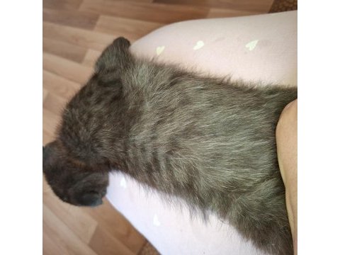 Erkek 3 aylık ücretli scottish fold