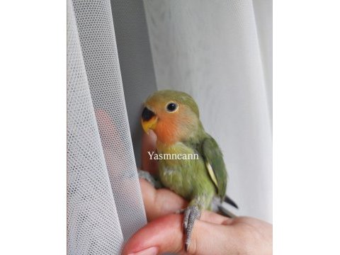 Yavru sevda papağanı