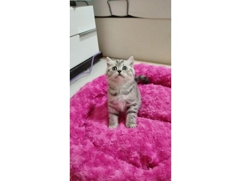 British shorthair ponçik lokma tatlımı kim ister