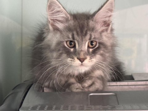 Show kalite maine coon yavrularımızı canlı görün