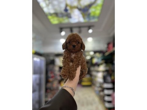 Birbirinden güzel toy poodle bebekler