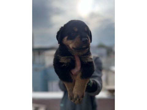 Rottweiler bebekler