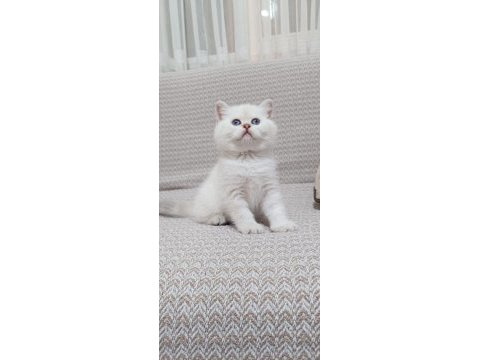 British longhair ve shorthair