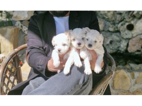 Orijinal teacup maltese terrier yavruları