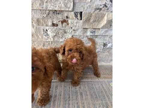 Show cllas red brwon toy poodle yavrular