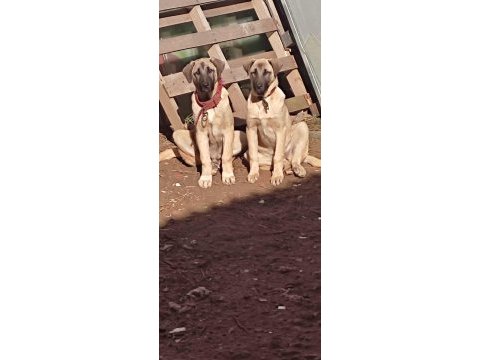 Sahibinden kangal erkek ve dişi