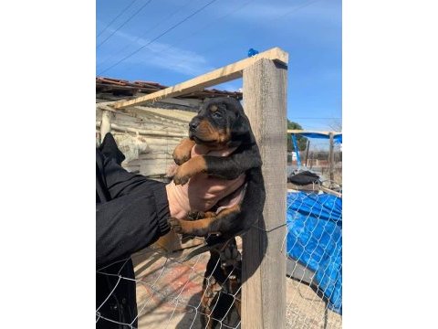 Macar kafa rottweiler yavrular