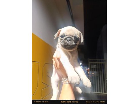 Mükemmel anatomi köpeğimiz