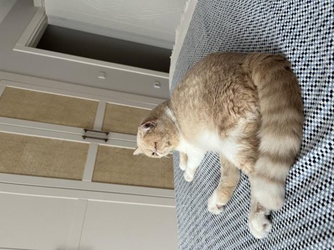 Sakin uysal bir exotic shorthair kedidir