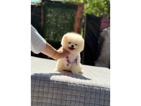 Sağlık ve ırk garantili pomeranian