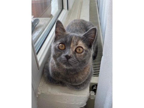 Tüyleri puf puf british shorthair kızım safiş